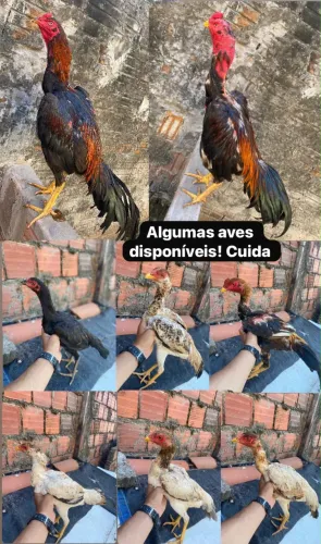 Vende-se aves mura criação de genética e fundamentos