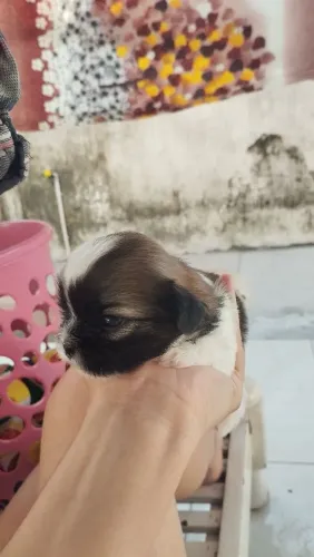 Filhotes de Shih Tzu (Machos) Disponíveis!