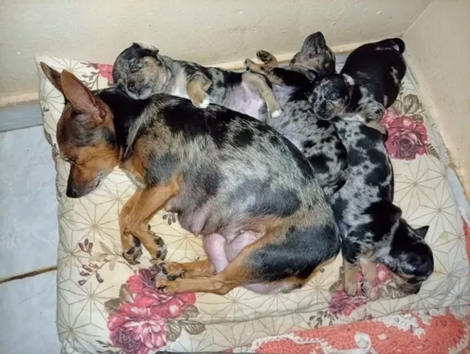 Pincher alerquim pedigree