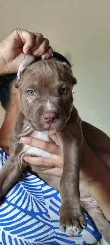 Pit monster com APBT