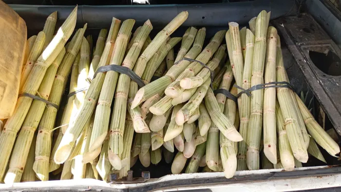 Canas para Caldo 