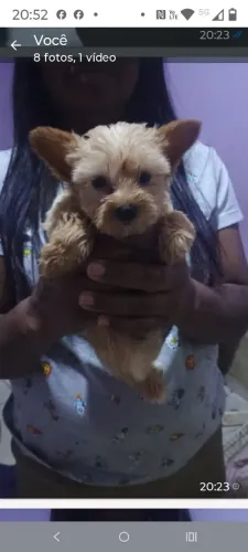 animal de estimação