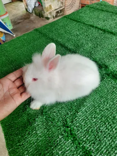 Mini coelho mini lion
