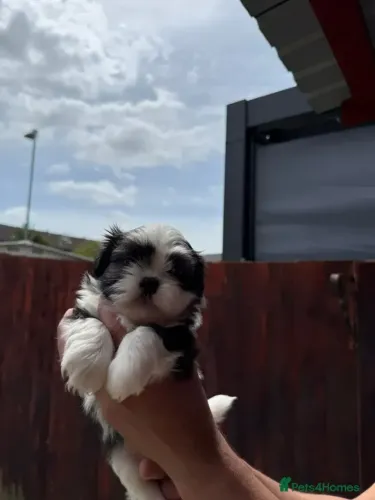 Cachorro Shih Tzu/ Shitzu calmo ideal para crianças macho e fêmea vacinados com garantias