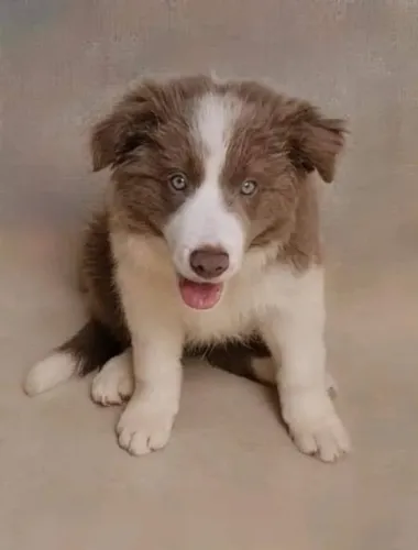 Filhote de cachorro Border Collie companheiro leal e saudavel,