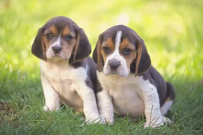 Filhote de Beagle O Pequeno Explorador Que Faz Cada Dia Valer a Pena