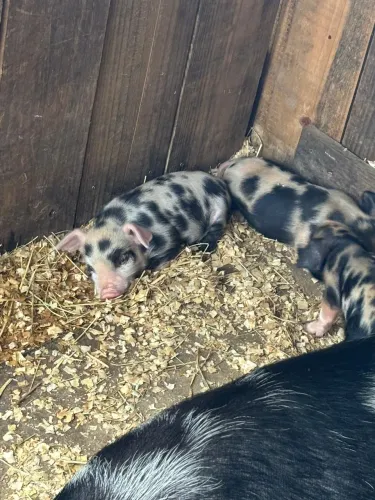 Mini pig, mini porco