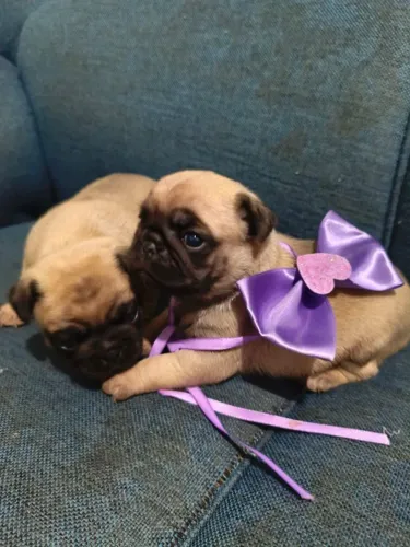 Pug abricort linhagem nabuco 