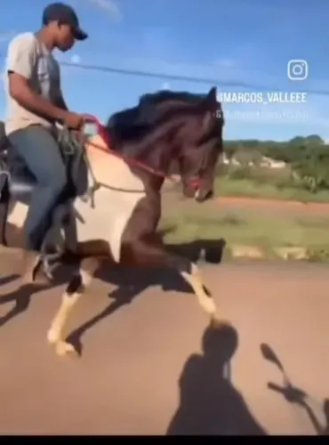 Domador de animais bovinos e equinos
