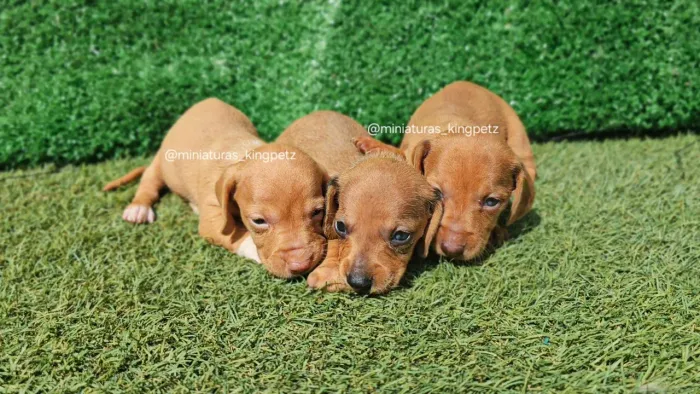 Dachshund Miniatura Fêmeas Arlequim