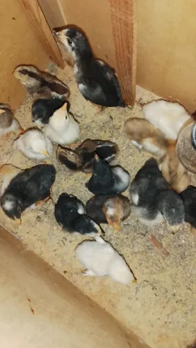 Vendemos franguinhos caipira