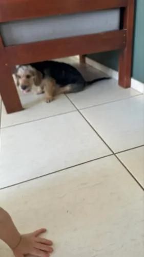 Doação da Chanel cachorrinha