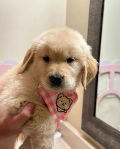 Golden Retriever filhote: o companheiro ideal para toda a família.
