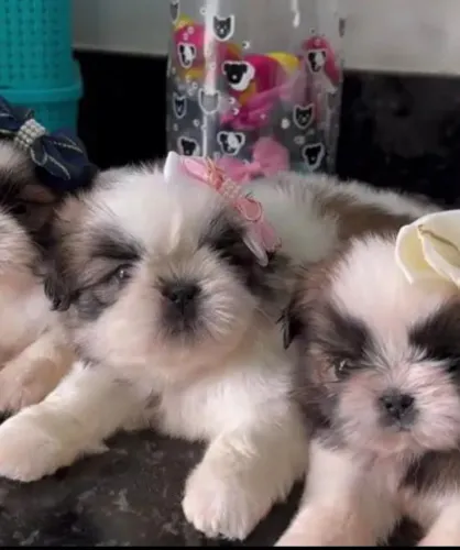 Bebês shihtzu com kit filhote e microchipagem 