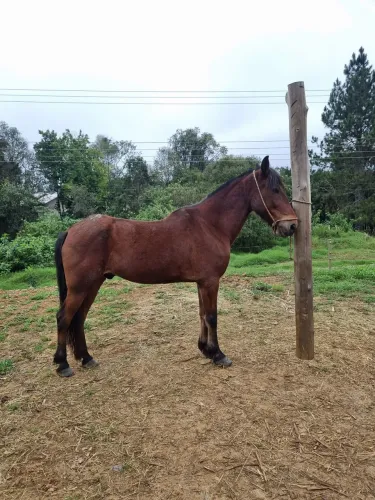 Cavalo Marchador