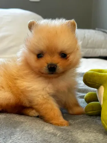 Lulu da pomerândia