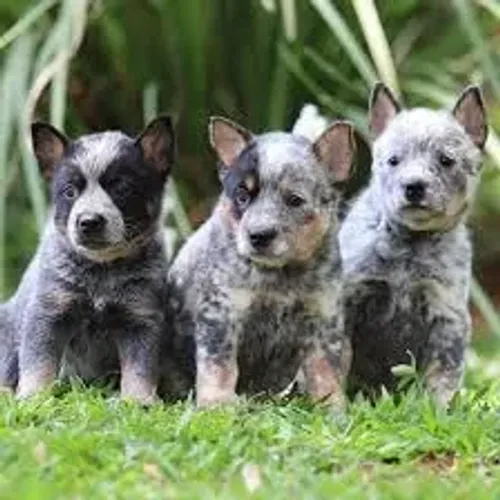 Blue heeler filhotes