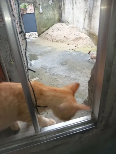 Doação Gatinho Amarelo 