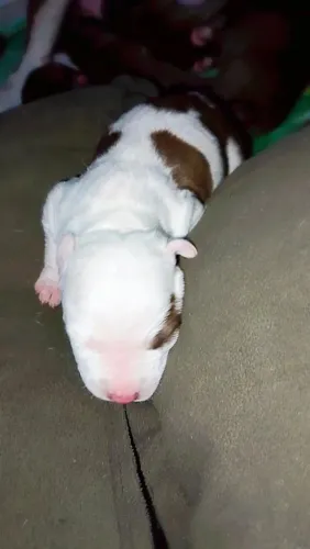 Filhotes de Pit Bull