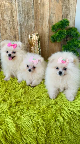 Lulu da Pomerania fêmea