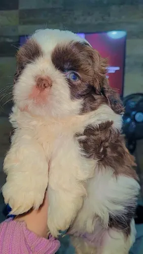 Shih-Tzu Linhagem perfeita 