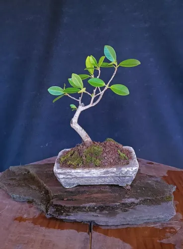 Bonsai Ficus Green Island