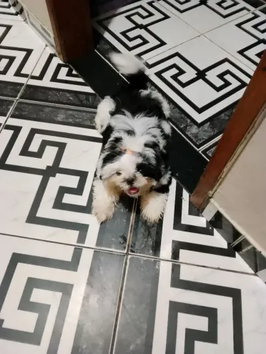Quero vender um filhote de shih Tzu