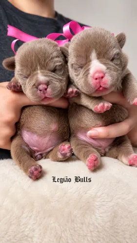 Exotic Bully Nano