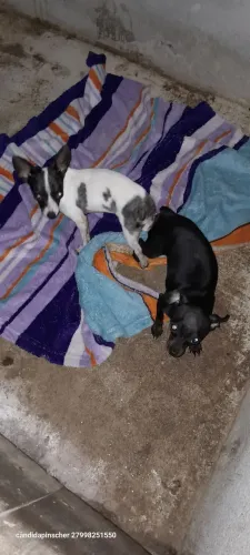 Pinscher