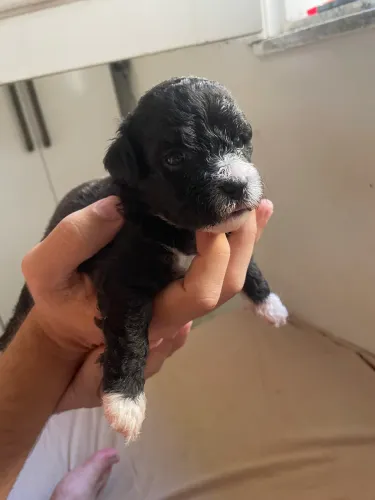 Filhotes de poodle com maltês