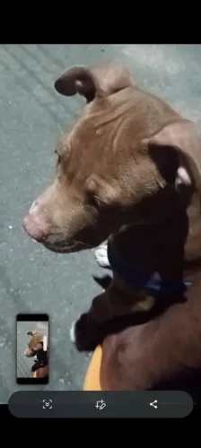 Vende se pit Bull 