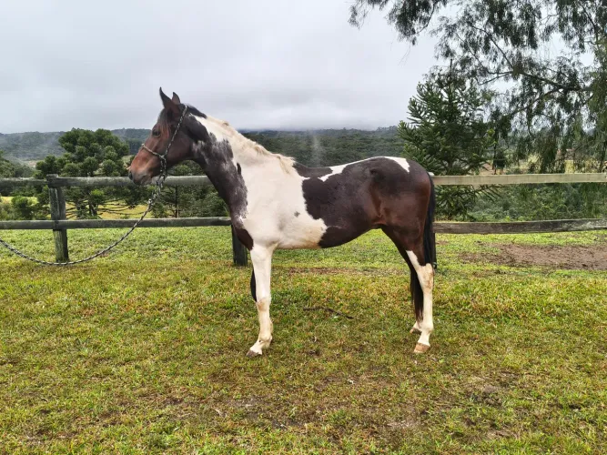 Cavalo Potro Pampa de Preto Mangalarga Msrchador