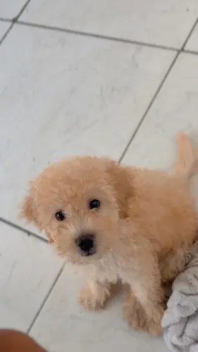 Cachorro poodle puro 