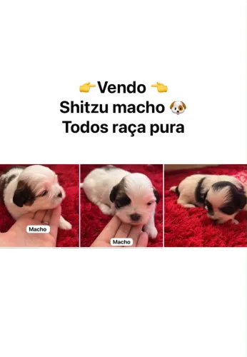 Vendo