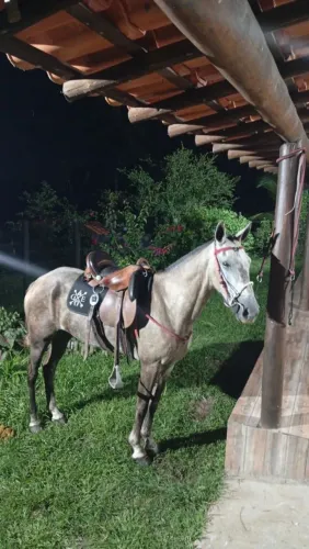 ÉGUA TORDILHA 