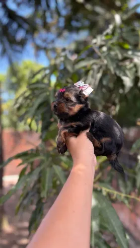 Yorkshire fêmea e macho MINI