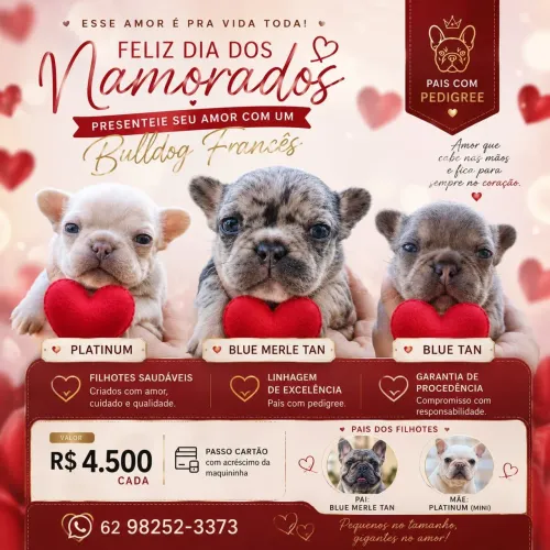 Filhotes de buldog francês exótico