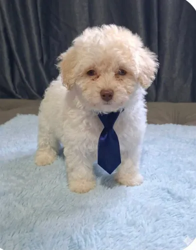 Filhote de poodle micro machinho disponível