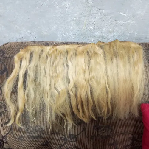 Cabelo humano loiro na tela já com aplicação 500 reais