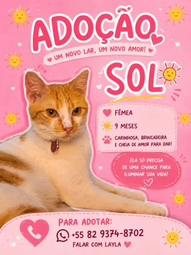 Doação de gato