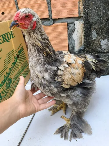 Galinha brahma