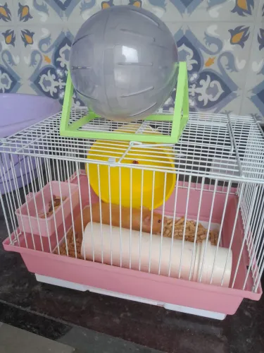 Doação de dois Hamster com gaiolas
