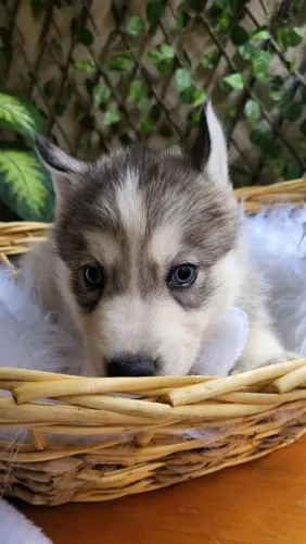 Filhote de Husky Siberiano o parceiro de olhos marcantes que impressiona