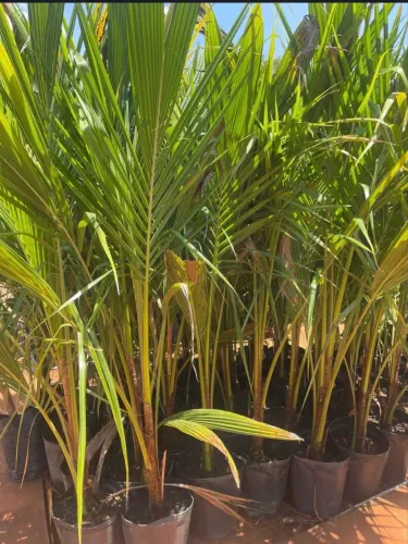 Muda De Coco Anão 