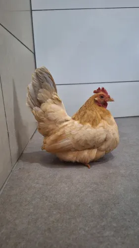 Galinha Nagasaki Buff Calda Azul