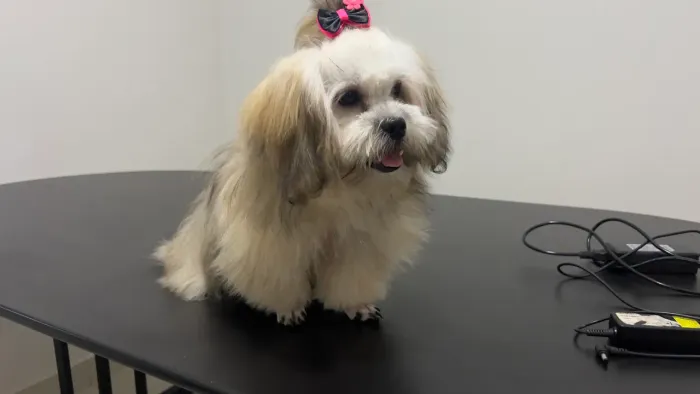 Shiatsu fêmea / aceito troca de meu interesse 