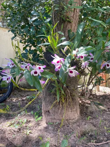 Orquídário