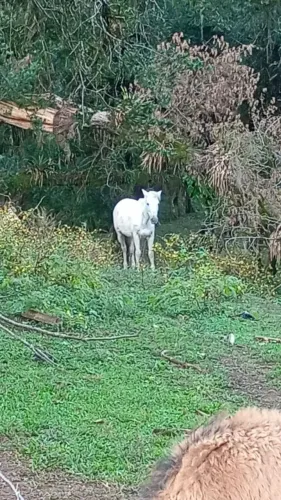 vendo cavalo manso 