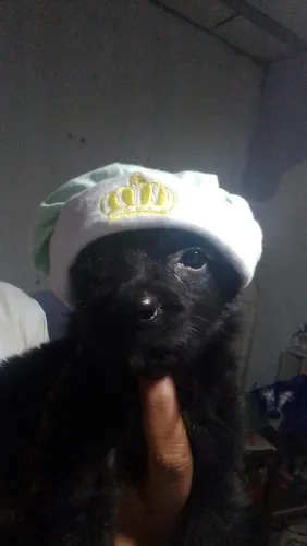 Cachorro caramelo queimado, srd, lindos