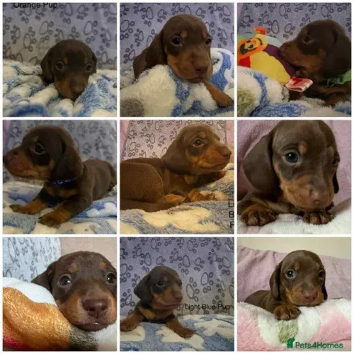 Dachshund Macho e Fêmea em São Paulo Teckel/Dachshund/Salsicha/Salsichinha/Basset/Cofap